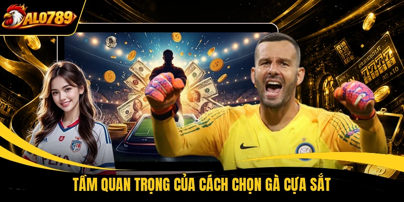 Tầm quan trọng của cách chọn gà cựa sắt